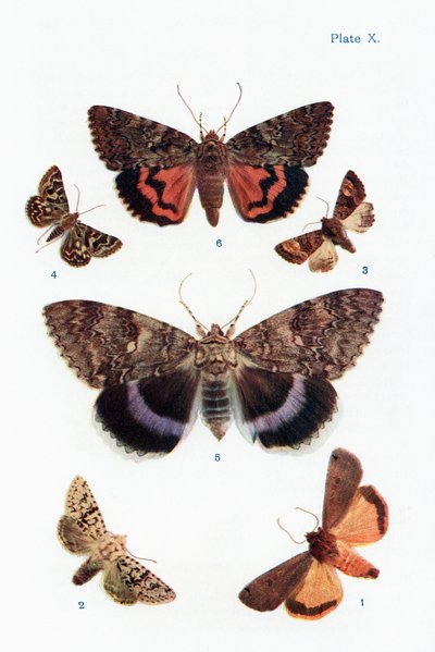 Différents types de mites, illustration du livre Papillons, Mites et autres insectes et créatures de la campagne, publié 1927 - William Samuel Furneaux